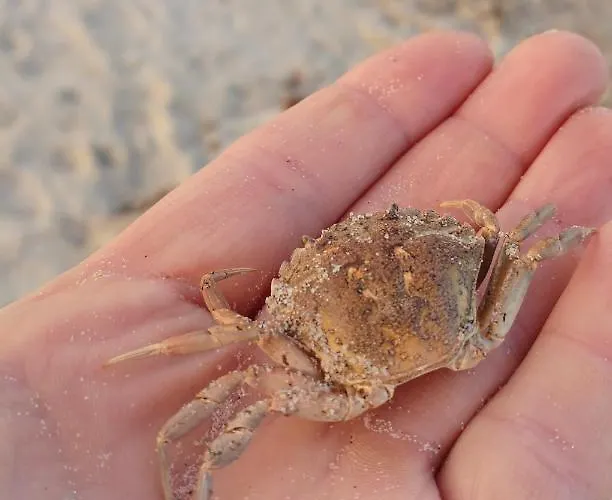 Strandblick 13 * Brodersby-Goltoft